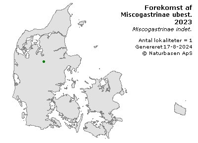 Miscogastrinae ubest. - udbredelseskort