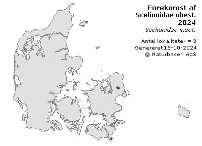 Scelionidae ubest. - udbredelseskort