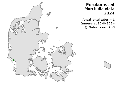 Morchella elata - udbredelseskort