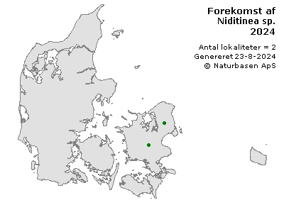 Niditinea sp. - udbredelseskort