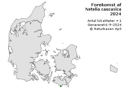 Netelia caucasica  - udbredelseskort