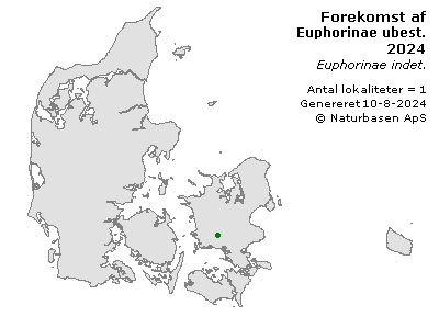 Euphorinae ubest. - udbredelseskort