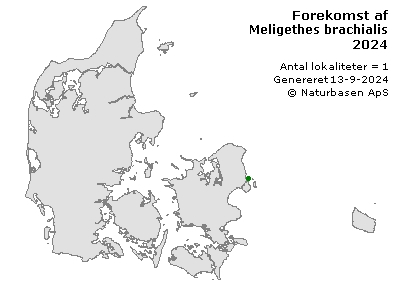 Meligethes brachialis - udbredelseskort