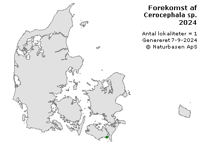 Cerocephala sp. - udbredelseskort