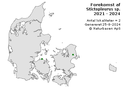 Stictopleurus sp. - udbredelseskort