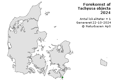 Tachyusa objecta - udbredelseskort