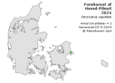 Hoved-Pileurt - udbredelseskort