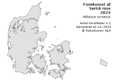 Syrisk rose - udbredelseskort