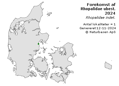 Rhopalidae ubest. - udbredelseskort