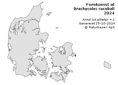 Brachycolus cucubali - udbredelseskort