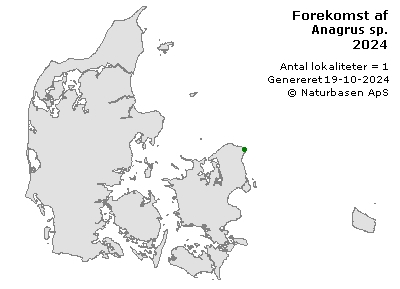 Anagrus sp. - udbredelseskort