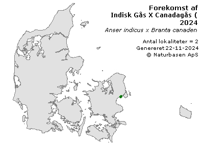 Indisk Gås X Canadagås (hybrid) - udbredelseskort