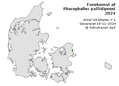 Phacophallus pallidipennis - udbredelseskort