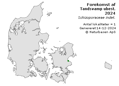 Tandsvamp ubest. - udbredelseskort