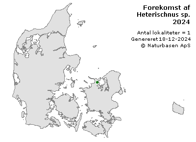 Heterischnus sp. - udbredelseskort