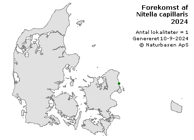 Nitella capillaris - udbredelseskort